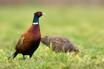 Ringneck Pheasant (Phasianus colchicus)