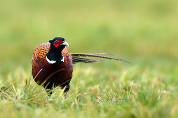 Ringneck Pheasant (Phasianus colchicus)