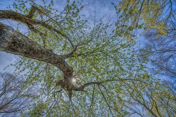 Unique HDR Trees Version 3