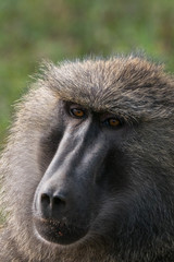 Baboon in Lake Nakuru National Park