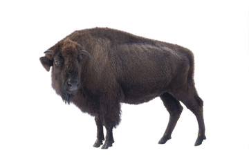 Fototapeta premium bison american