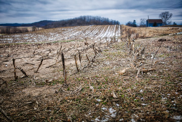Fototapeta na wymiar Close up of winter cornfield in Wisconsin farmland