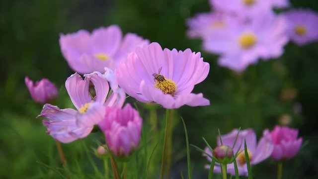 bumble bee In Flower Garden Cosmos (Cosmos Bipinnatus). Bee inside of pink flower in shine of the sun.