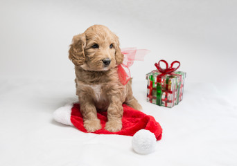 Labradoodle pups for Christmas