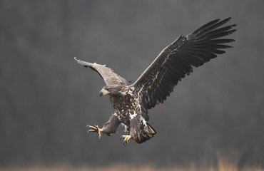White tailed eagle (Haliaeetus albicilla)