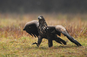White tailed eagle (Haliaeetus albicilla)