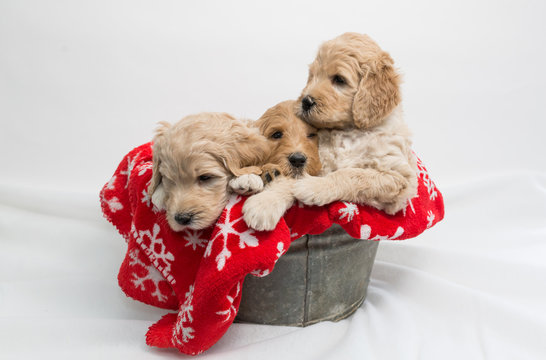 Labradoodle pups for Christmas