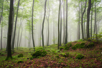 Morning in the foggy forest