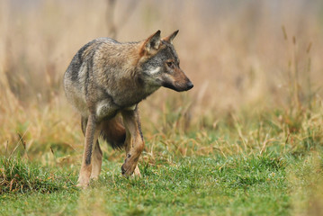 Naklejka na ściany i meble Wolf (Canis lupus)