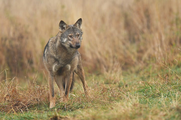 Obraz na płótnie Canvas Wolf (Canis lupus)