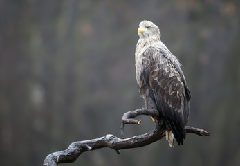 White tailed Eagle (Haliaeetus albicilla)