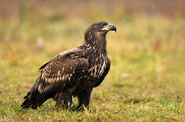 White tailed Eagle (Haliaeetus albicilla)