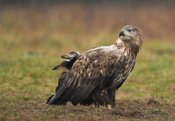 White tailed Eagle (Haliaeetus albicilla)