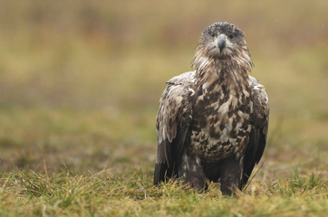 White tailed Eagle (Haliaeetus albicilla)