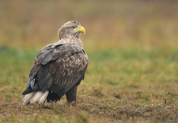White tailed Eagle (Haliaeetus albicilla)
