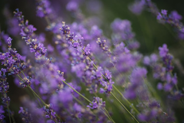 lavender pleases the eye