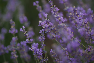  lavender in blossom