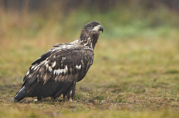 White tailed Eagle (Haliaeetus albicilla)