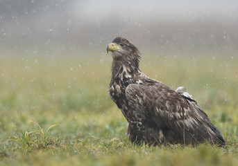 White tailed Eagle (Haliaeetus albicilla)