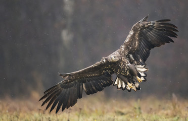 White tailed Eagle (Haliaeetus albicilla)