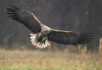 White tailed Eagle (Haliaeetus albicilla)