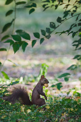 Fototapeta premium squirrel and nut
