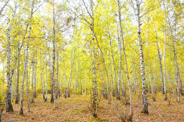 Fototapeta premium birch forest