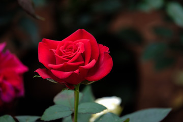 A red rose on dark background