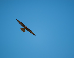 falco della regina