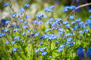 Bl&uuml;ten des Vergissmeinnicht