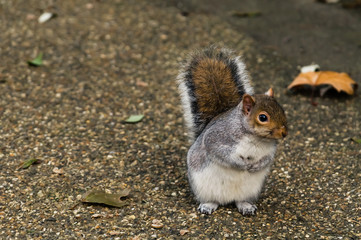 Squirrel