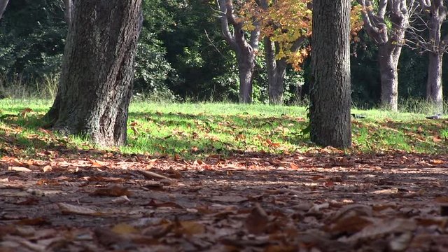 Roma, Italia. Villa Pamphili. Persone che fanno sport