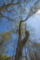Unique Trees HDR Version 6