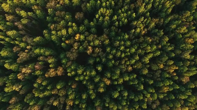 Texture of a green treetops. Siberia, taiga from bird-eye view: bright nature and soft tree top. Beautiful panoramic video over the tops of pine forest. Top view: forest and trees at summer time