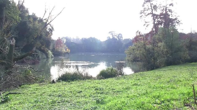 Roma, Italia. Villa Pamphili. Autunno. Volpe libera nel parco. Zoom out