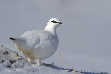 male Rock ptarmigan standing on a snow-covered slope on a cloudy winter day