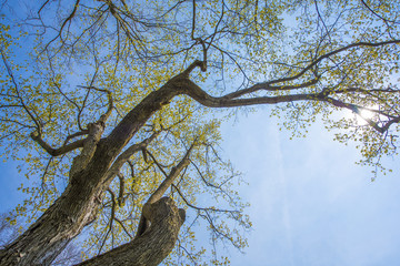Fototapeta na wymiar Unique Trees HDR Version 8