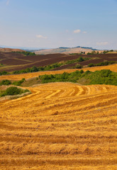 Fototapeta na wymiar Wheat fields after harvest