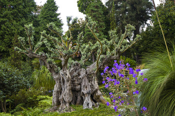Old olive tree and some flowers and plants, Monte Palace Tropical Gardens, Funchal, Madeira