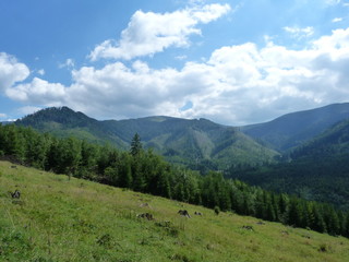 Fototapeta na wymiar Vegetation of the Borzhava Mountain Range of the Ukrainian Carpathians.