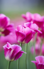 festive pink  tulips grow in the garden in the spring
