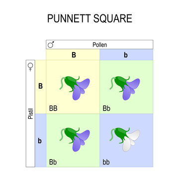 Punnett Square. Genetics