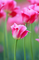  pink flowers tulips grow in the garden in the spring