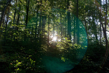 Sun shining through trees in forest