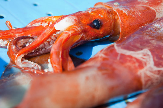 Close up of totano squid