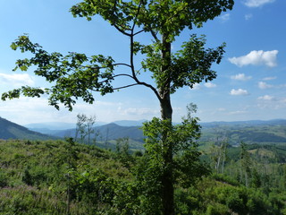 Fototapeta na wymiar Wild vegetation on the top of the mountain range Borzhava.