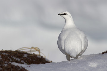 male Rock ptarmigan which stands on the snow on the edge of the hummock in winter