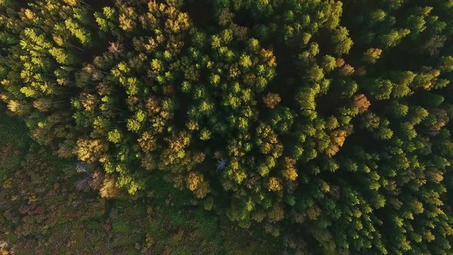 Texture of green treetops: aerial view of summer forest. Siberia, taiga, bird-eye view. Beautiful panoramic video over tops of pine forest. Top view: forest and trees at summer time with good weather