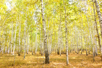 birch forest