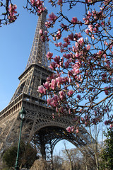 The Eiffel Tower and a magnolia branch. - 184593662